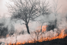 Soal Perusahaan Pembakar Hutan, Pejabat Singapura Ladeni Tantangan Mantan Mendag