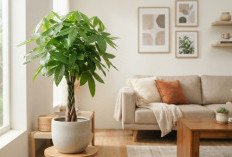 Lipatgandakan Keberuntungan dengan 8 Tanaman Hias Indoor Pembawa Hoki Menurut Feng Shui
