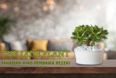 Bukan Sekadar Dekorasi, 5 Tanaman Hias Ini Dipercaya Bawa Hoki ke Rumah!