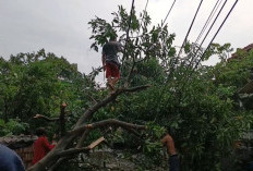 Cuaca Ekstrem di Cirebon! Puting Beliung Robohkan Puluhan Pohon di Desa Grogol