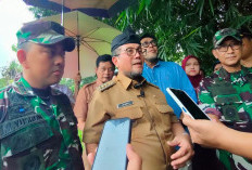 Ratusan Pohon Kelapa Sawit Ilegal di Cirebon Dicabut, Pemkab Siapkan Solusinya