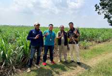 Petani Tebu Cirebon Kembangkan Kebun Benih Tebu 100 Hektare untuk Swasembada Gula