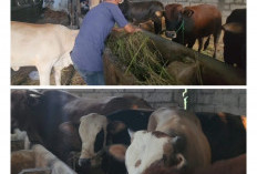 Permintaan Meledak! Sapi Kurban di Cirebon Hampir Ludes Sebulan Sebelum Idul Adha