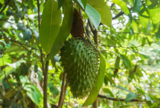 8 Manfaat Daun Sirsak untuk Kesehatan: Bantu Atasi Jerawat hingga Rambut Rontok