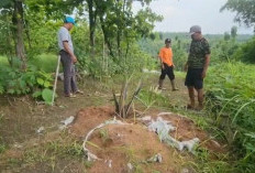 Kebun Sawit Cirebon Bikin Geger, Diduga Ilegal, Dedi Mulyadi Langsung Melarang