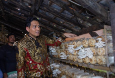 Bupati Lucky Hakim Apresiasi Lumbung Pangan Gratis dan Budidaya Jamur Desa Malangsemirang