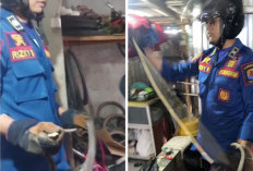 Detik-Detik Kemunculan Ular di Warung Pasar Ayam Cirebon, Evakuasi Damkar Sukses Selamatkan Dua Nyawa!