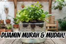 Dijamin Murah dan Hemat! Begini Cara Membuat Media Hidroponik Galon Bekas yang Efisien di Rumah
