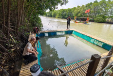 Banjir Rob Ubah Mata Pencaharian Warga Pesisir Ambulu, Kini Andalkan Udang Vaname
