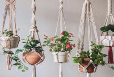 Tanaman Minimalis untuk Hiasan yang Bikin Rumah Makin Cantik, Nomor 5 Cocok di Ruang Sempit