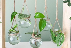 7 Tanaman Indoor Pot Minimalis yang Bikin Rumah Makin Cantik, Nomor 4 Bawa Energi Positif