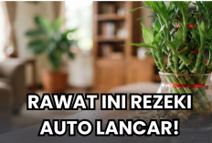 Daftar Lima Tanaman Hias Pembawa Rezeki Menurut Feng Shui yang Bisa Kamu Rawat, Dijamin Super Mudah!