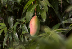 Jarang Diketahui! 4 Manfaat Daun Mangga untuk Kesehatan: Bantu Atasi Diabetes hingga Tekanan Darah