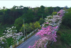 Tabebuya Warna-warni di Cirebon Viral, Ini Lokasi dan Pesonanya