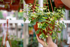 Inspirasi 10 Tanaman Menjalar untuk Pagar Balkon Minimalis, Cantik dan Mudah Dirawat