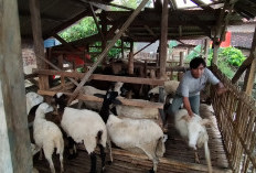Iduladha 2026: Pembayaran Dam Haji di RI Tembus 32 Ribu Ekor Kambing