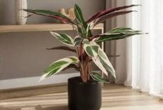 8 Tanaman Hias Hijau-Pink untuk Dekorasi Rumah, Ada yang Cocok di Meja, Pot Gantung dan Terrarium