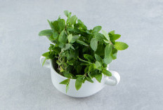 7 Tanaman Hias Ajaib yang Bisa Bawa Rezeki di Tahun 2026, Nomor 3 Paling Mudah Dicari!