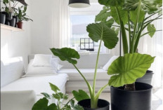 Ruangan Sempit Tetap Hijau! Ini 7 Tanaman Hias Indoor yang Hemat Tempat dan Mudah Dirawat