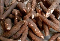 BRIN Kaji Teknologi Singkong untuk Atasi Karhutla, Disebut Bisa Padamkan Api Lebih Efektif