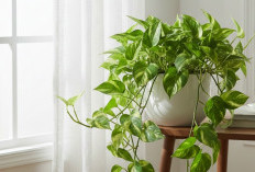 Direkomendasikan Pakar Feng Shui, Ini 5 Tanaman Hias Pembawa Hoki yang Dianjurkan Ada di Dalam Rumah