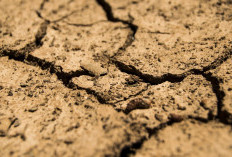 Catat! Ini Wilayah yang Masuk Puncak Kemarau Juli, Agustus, dan September 2026 Menurut BMKG