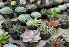 7 Tanaman Minimalis untuk Hiasan, Dekorasi Simpel tapi Bikin Rumah Jadi Makin Mewah
