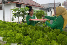 Dukung Ketahanan Pangan, WBP Lapas Kuningan Sukses Budidaya Selada Bokor