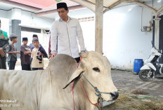 Bupati Lucky Hakim Terharu, Nilai Kurban Warga Indramayu Tembus Rp82,3 Miliar