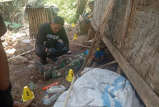 Beredar Info Macan Tutul Gunung Papandayan Garut Terkam Warga hingga Tewas, Cek Fakta!