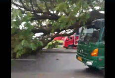 BREAKING NEWS: Pohon Tumbang Timpa Mobil di Pangenan Cirebon