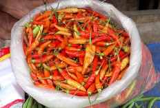 Tidak Hanya Pedas, Ternyata Cabai Rawit Juga Penyumbang Inflasi di Kota Cirebon 