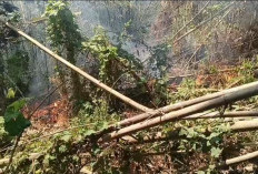 Kebakaran Hebat Lahap Rumpun Bambu di Talun Cirebon, Area 1 Hektare Terbakar