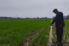 Petani Cirebon Uji Tabela, Target Tanam Padi 4 Kali Setahun di Jatirenggang