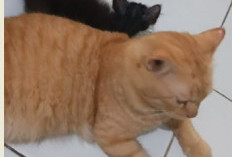 Benarkah Memelihara Kucing Bisa Menyebabkan Mandul? Ini Fakta Medisnya