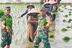 Babinsa Pegambiran Dampingi Poktan Sirandu Jaya Tanam Padi Musim Ketiga