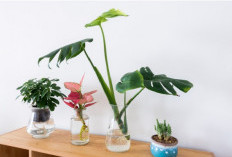 7 Tanaman Hias Minimalis untuk Dekorasi Interior, Cocok Diletakkan di Meja hingga Rak Dinding