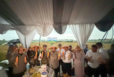 Polresta Cirebon Gelar Panen Jagung, Wujud Nyata Dukungan Swasembada Pangan Nasional