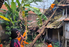 Rumah Janda Tuna Rungu di Tuk Karangsuwung Tertimpa Pohon Saat Hujan Deras, Pemdes Gercep Ajukan Bantuan