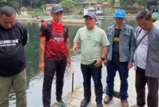 Geger! Lebih dari 150 Ikan Dewa Ikon Kuningan Mati Massal di Balong Girang