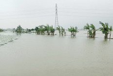 Padi Baru Tahap Persemaian Sudah Kebanjiran, Petani Indramayu Terancam Tanam Ulang
