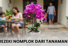 Siap-Siap Rezeki Nomplok Jika Merawat 7 Tanaman Hias Pembawa Keberuntungan Ini di Rumah, Nomor 1 Paling Umum!