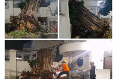 Pohon Besar Tumbang di Rumah Dinas Walikota Cirebon, Nyaris Timpa Area Sekitar