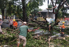 Pohon Tumbang di Cirebon Timpa Mobil, Jalan Ahmad Yani Sempat Lumpuh
