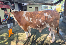 Wow! Sapi Bantuan Presiden Prabowo di Cirebon Tembus 1.062 Kg Jelang Iduladha 2026