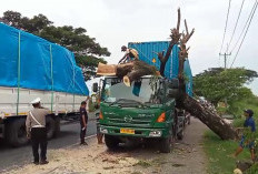 Pohon Tumbang Menimpa Truk di Cirebon, Sopir Asal Grobogan Syok 