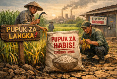 Jeritan Petani Cirebon Timur! Pupuk ZA Sulit Didapat, Hasil Panen Terancam