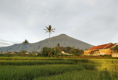 Luas Panen Padi Jabar 2025 Naik Hampir 19 Persen, Produksi Beras Tembus 5,9 Juta Ton