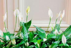 10 Macam Tanaman Hias Indoor Menurut Feng Shui Simbol Kekayaan dan Keberuntungan, Berikut Tips Meletakannya!
