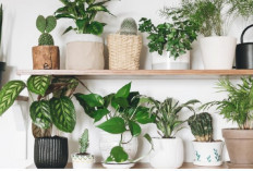 Bikin Rumah Makin Estetik dengan 7 Tanaman Gantung Pot Minimalis yang Mudah Dirawat Ini, Cocok untuk Pemula